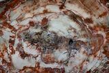Wide Brilliant Red and White Petrified Wood Table #382223-2